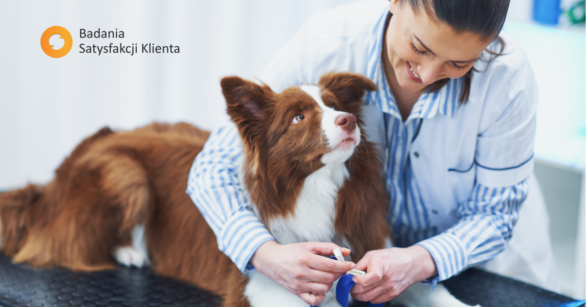 Usługi premium dla zwierzaków: czy wyższa cena oznacza większą satysfakcję klienta?